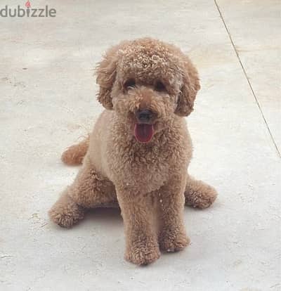 poodle