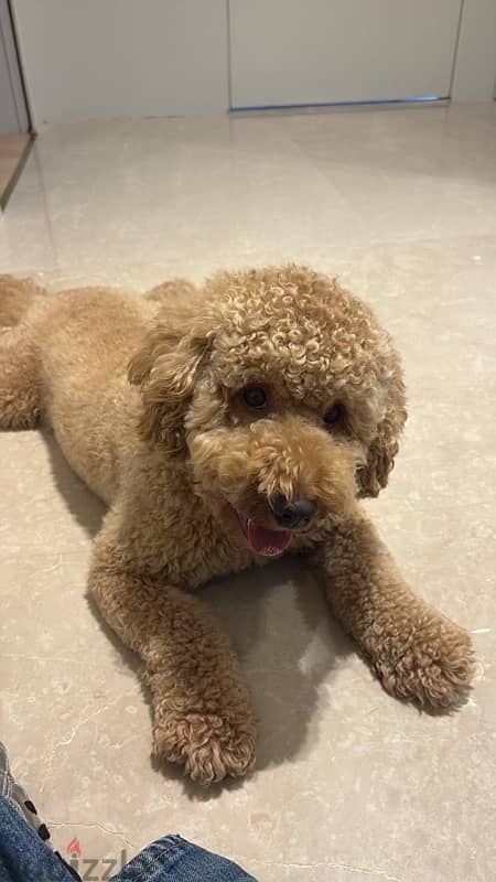 poodle 2