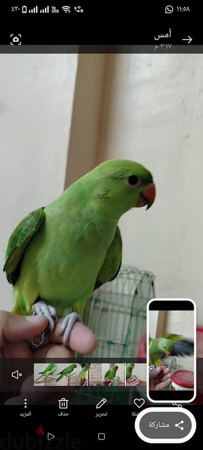ببغاء دره هندي