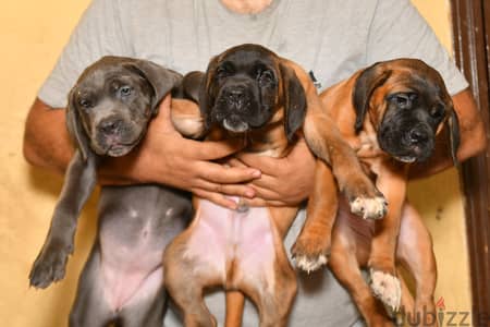 جراوي كاني كورسو Cane Corso إنتاج أبطال بيديجري وميكروشيب مسجل FCI
