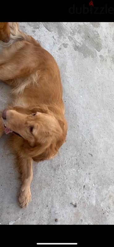 golden retriever