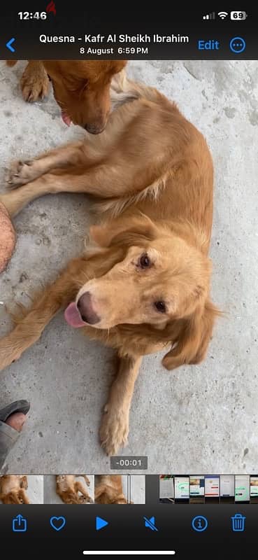 golden retriever 1