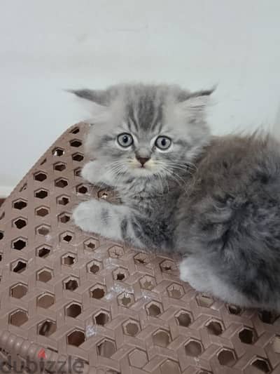قط شيرازي