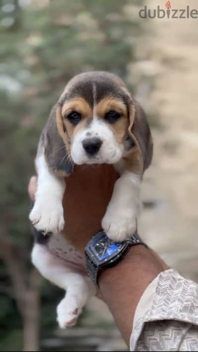 جرو بيغل بنت ٤٥ يوم - Puppy Female Beagle