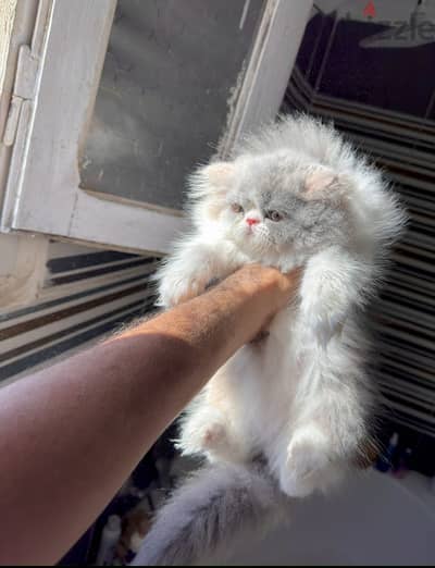 اجمل بنوته كاليكو دايلوت دبدوبة 01069909879