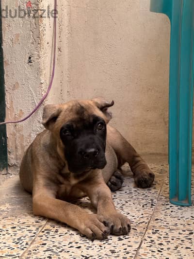 Canecorso black masked fawn