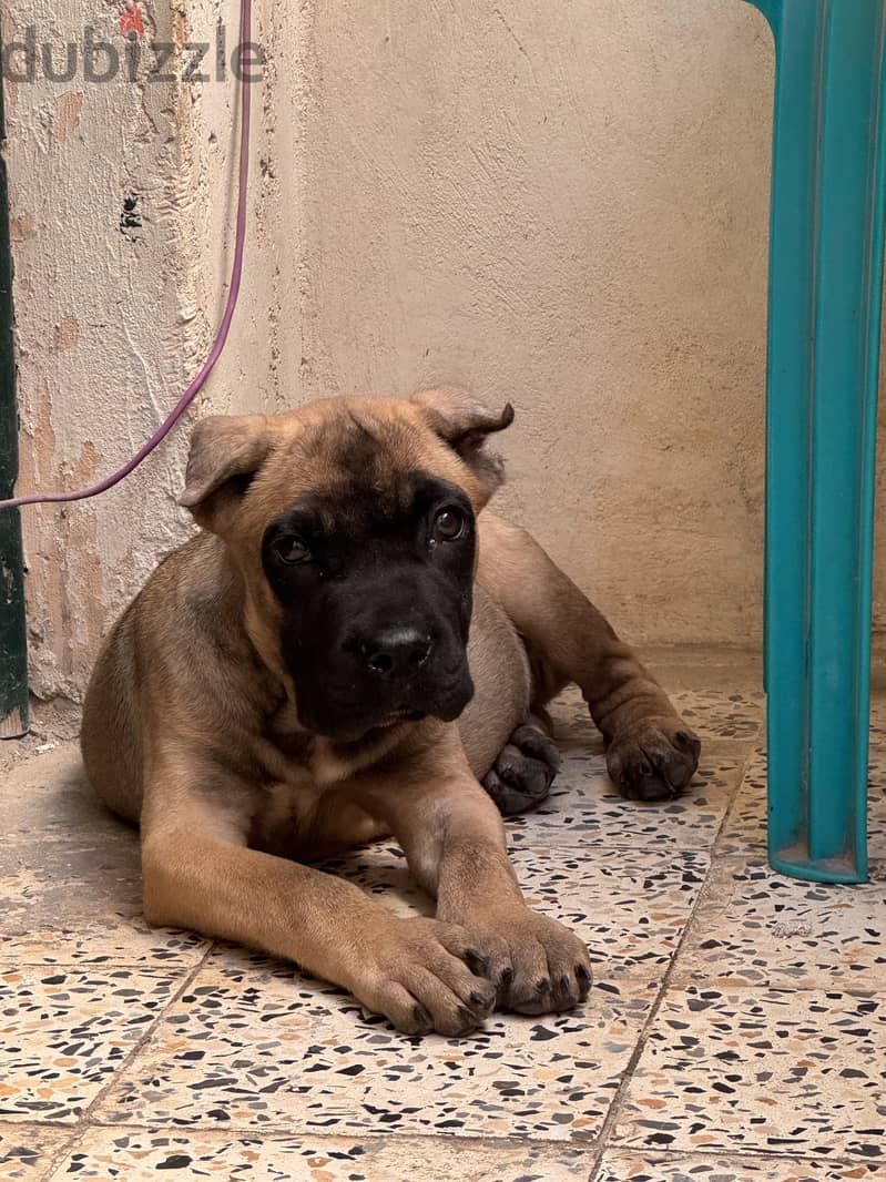 Canecorso black masked fawn 1