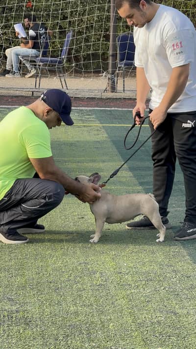 نتايه للبيع French bulldog مستوى ممتاز جدا جدا