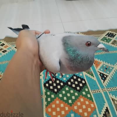 دكرين حمام مستوي عالي