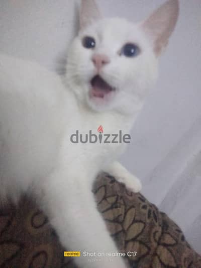 عنده  سنة وتلت شهور