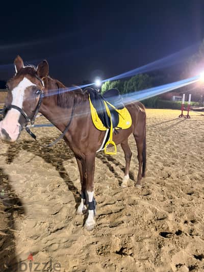 Show jumping horse 9 years Show jumping horse 9 years
