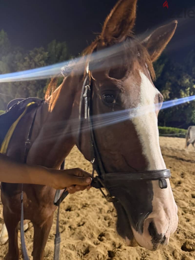 Show jumping horse 9 years 1