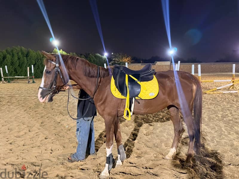 Show jumping horse 9 years 2