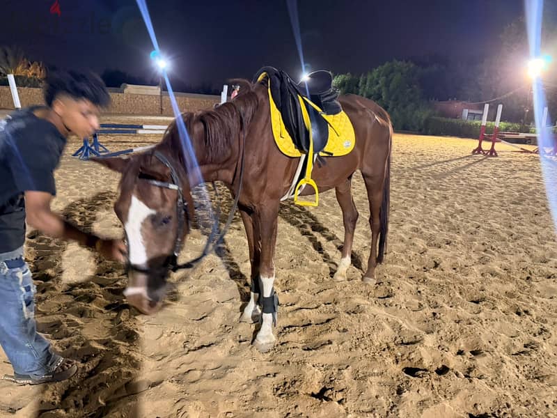 Show jumping horse 9 years 3