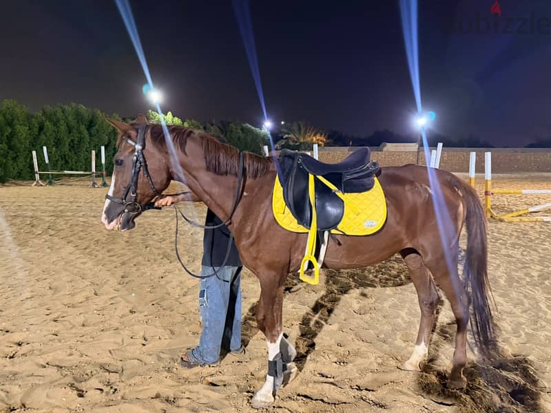 Show jumping horse 9 years 4