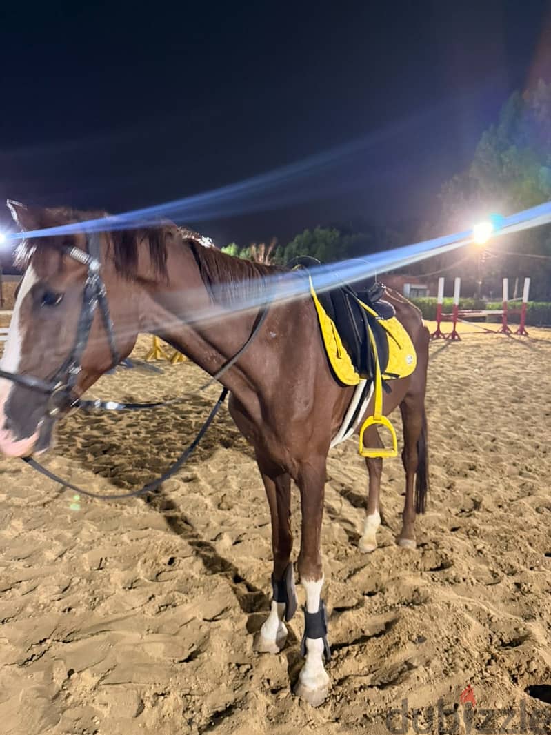 Show jumping horse 9 years 6