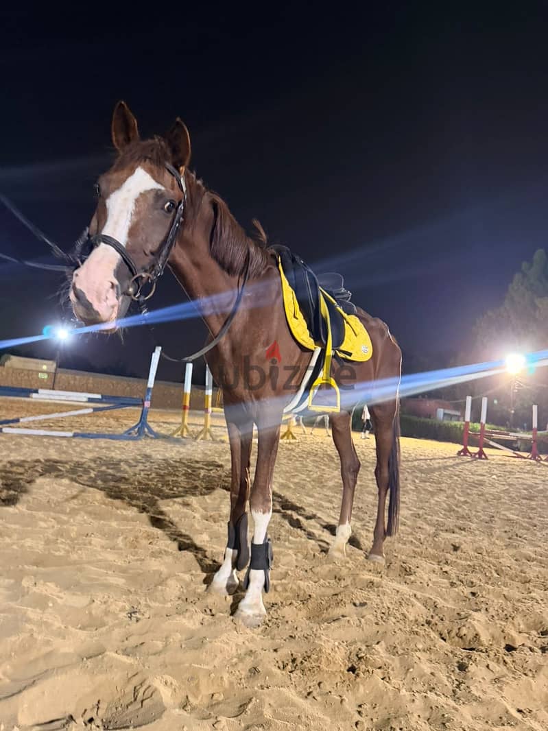 Show jumping horse 9 years 7
