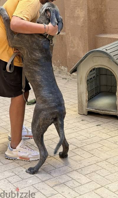 Cane corso 9 months