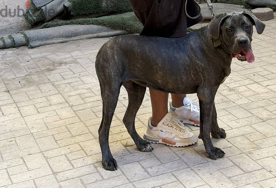 Cane corso 8 months 1