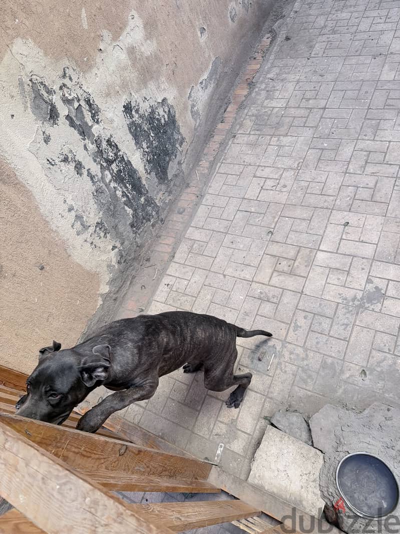 Cane corso 8 months 2