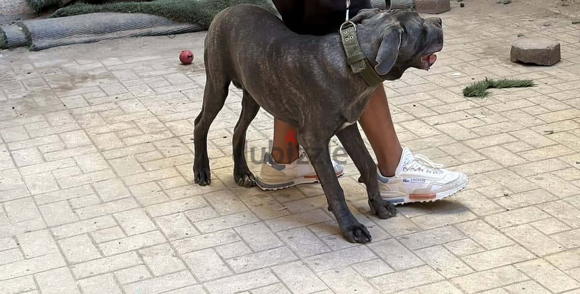 Cane corso 8 months 3