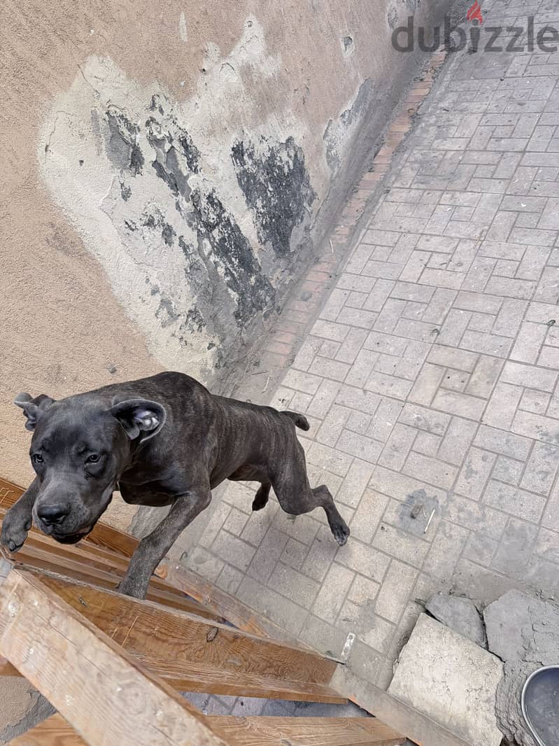 Cane corso 8 months 4