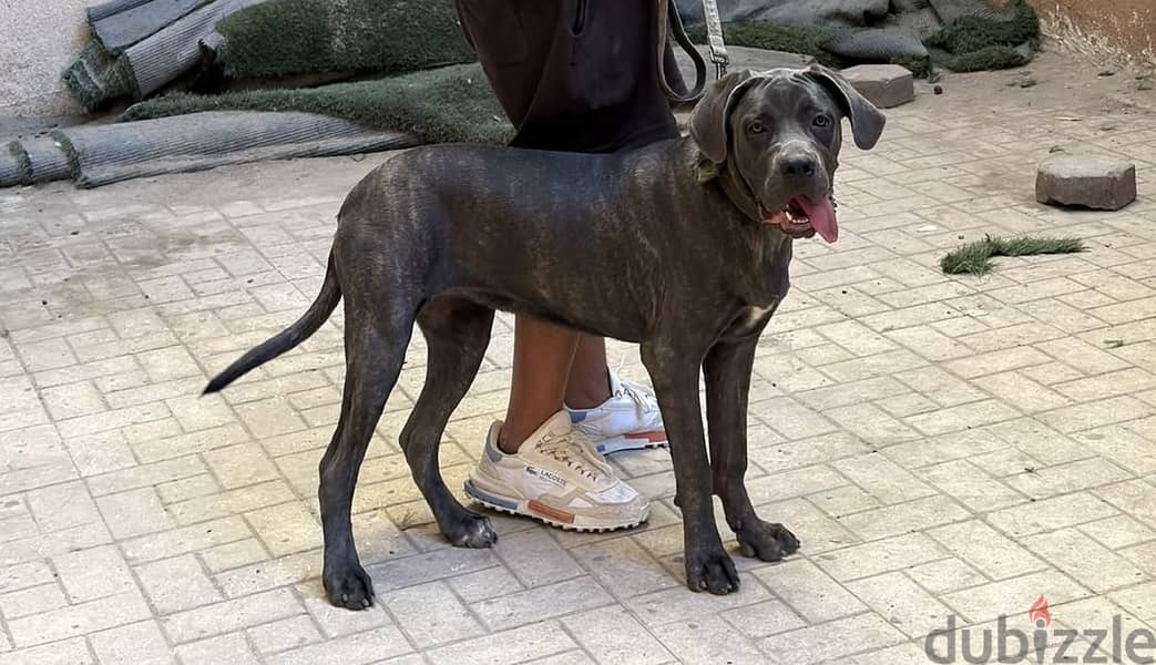 Cane corso 8 months 5