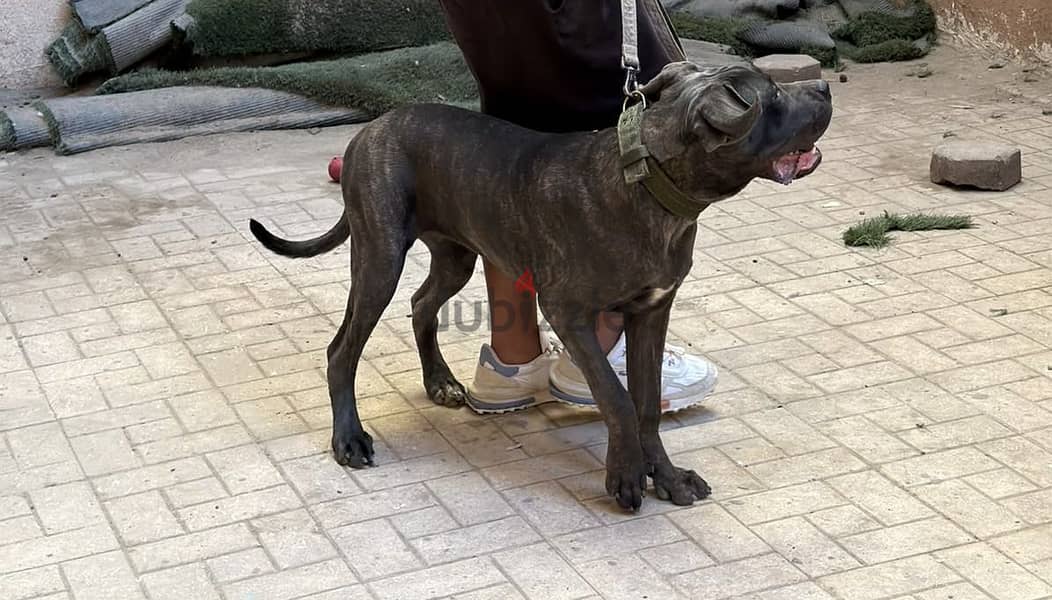 Cane corso 8 months 6