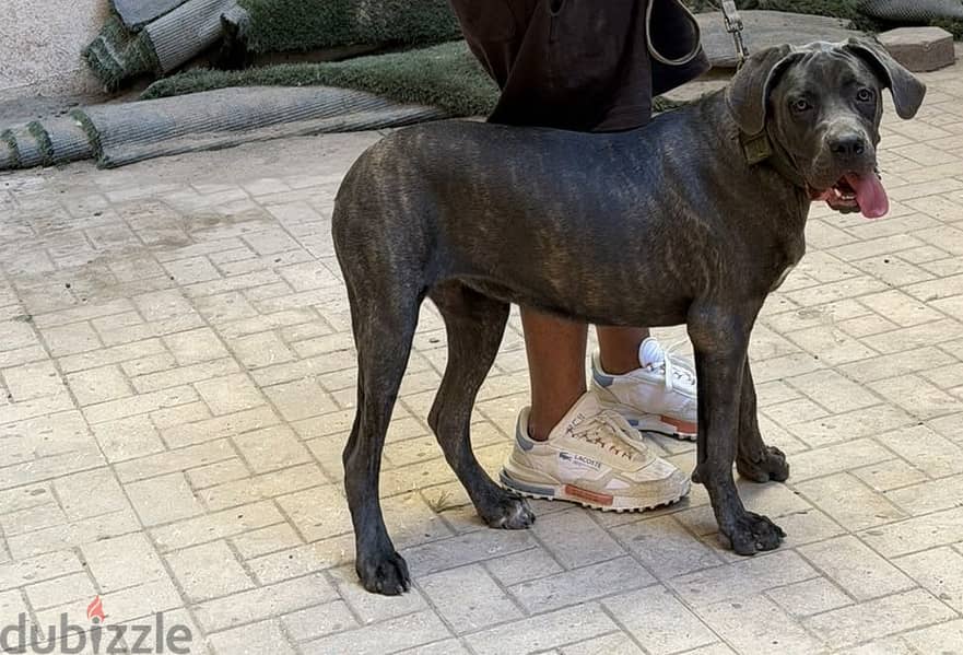 Cane corso 8 months 7