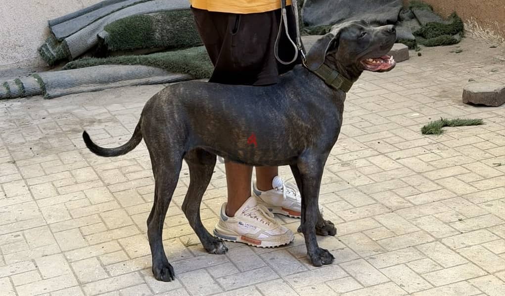 Cane corso 8 months 8