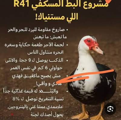 بط مسكوفي