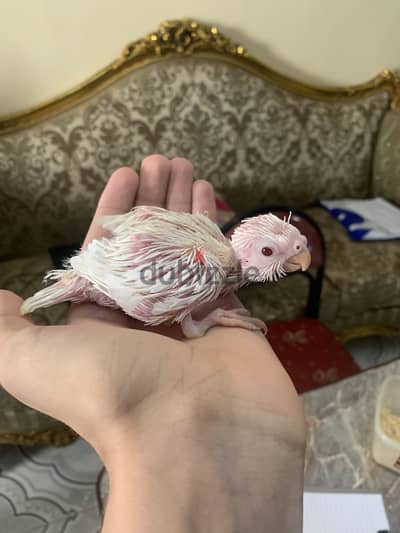 لهواه التأكيل اليدوي