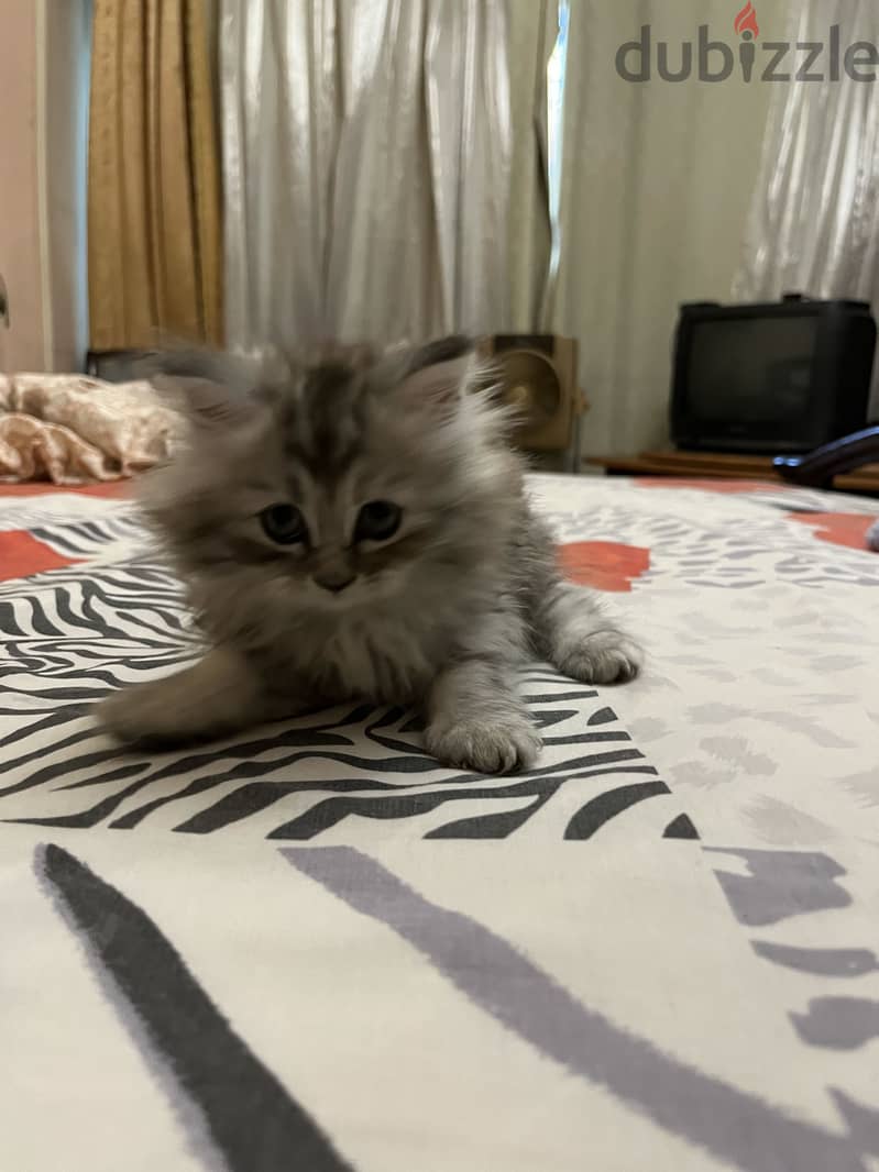 For sale 1