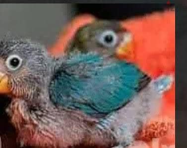 مطلوب زغلول روز عمر ٢٠ يوم