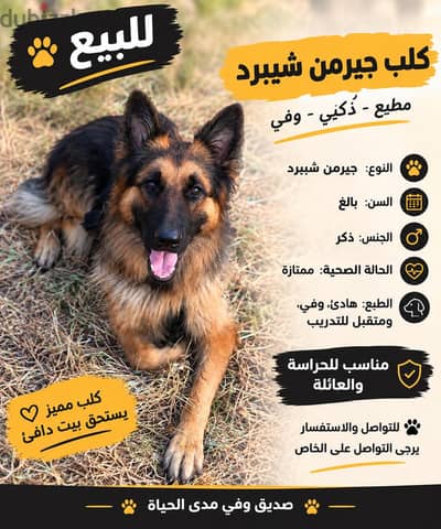 كلب جيرمن شيبرد