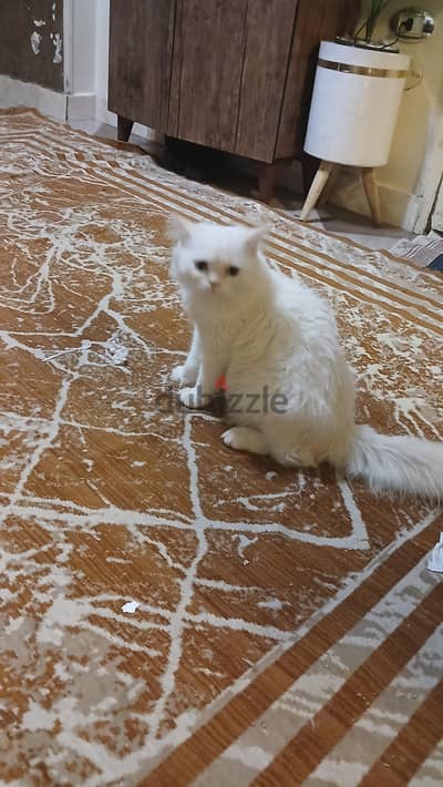 قط هيمالايا ذكر للبيع نضيف جدااا وحنين جدااا بحب اللعب والاطفال