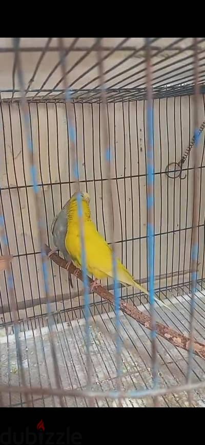جوز عصافير استرالى شغال
