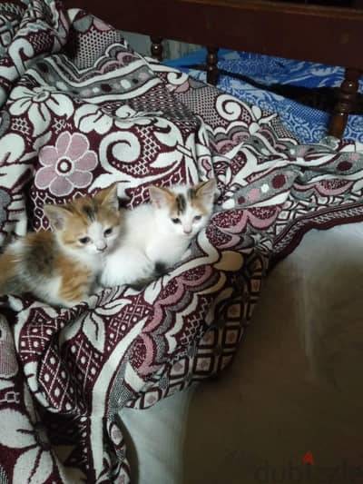 قطط صغيره
