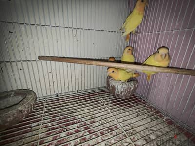 اوبلاين اورانج