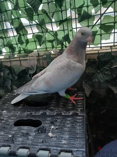 زغاليل حمام زاجل