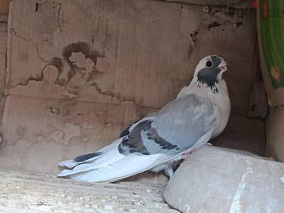 شاب اخضر