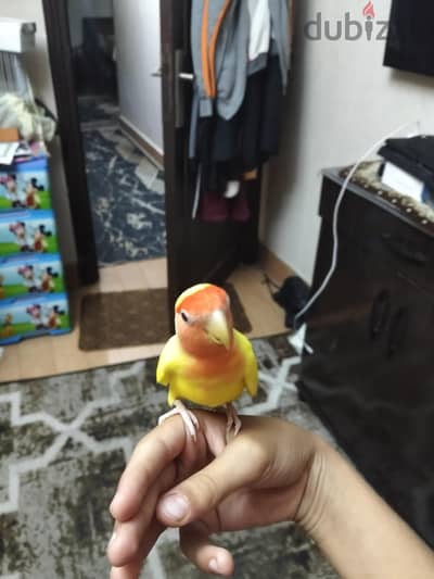 روز دكر مدرب
