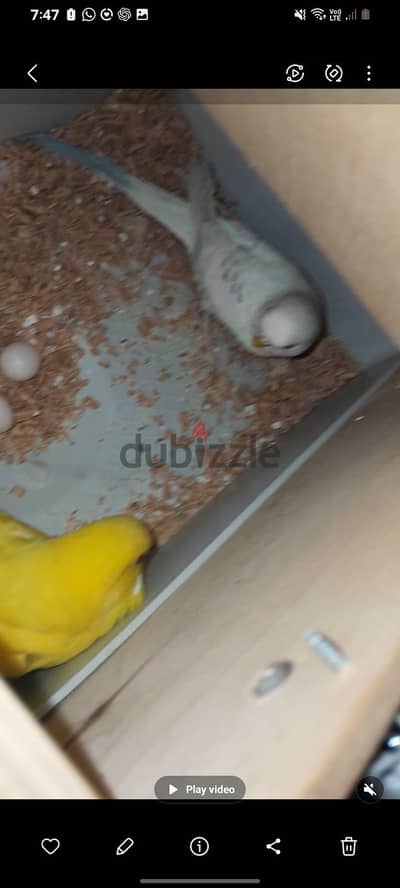 جوز استرالي للبيع كبير شغال