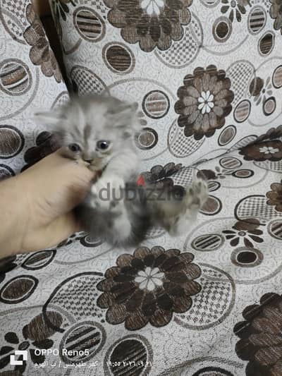 قطط شيرازي صغيرة