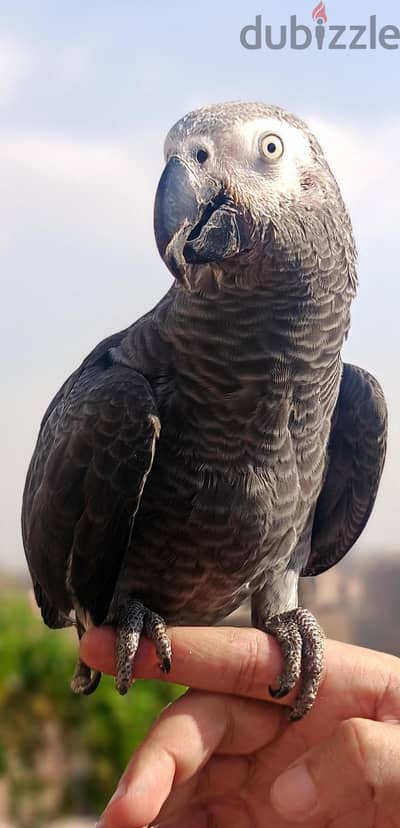 زنجبارى