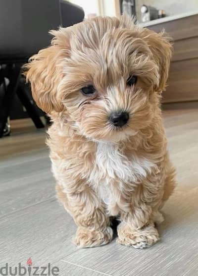 he is 1 months old
