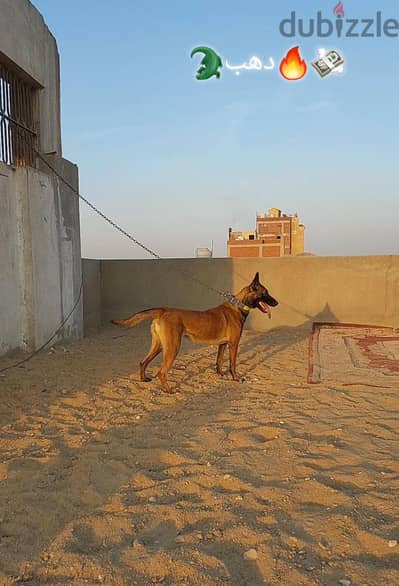 نتايه مالينو بيور