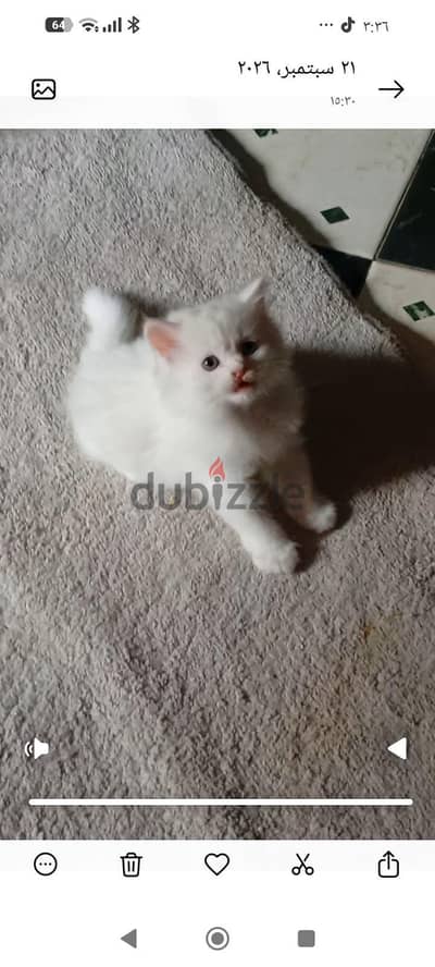 قطه للبيع