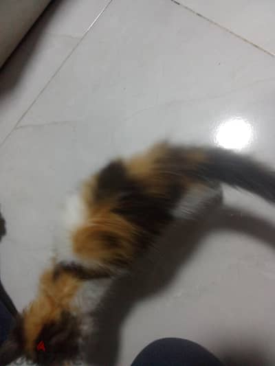 شيرازي بيور