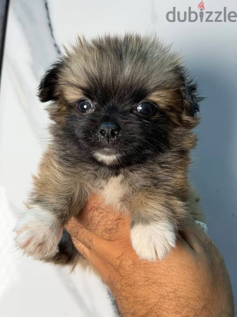 Simbapets 4